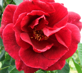  A climber in the orchard. 