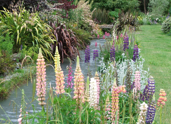  It is the season of flowering spikes! 