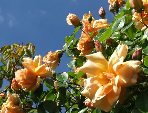  On the rose pergola. 