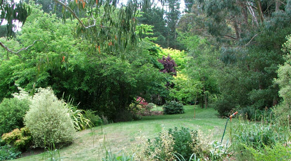  This view is from the little courtyard in my new  Shrubbery. 