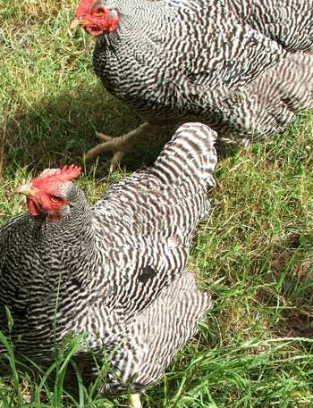  Harriet and Hilda in the orchard. 