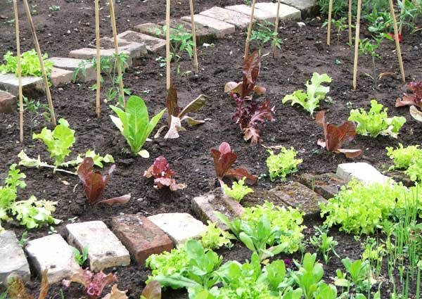  Lettuces and tomatoes. 