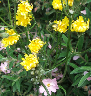  Yellow dandelion flowers. 