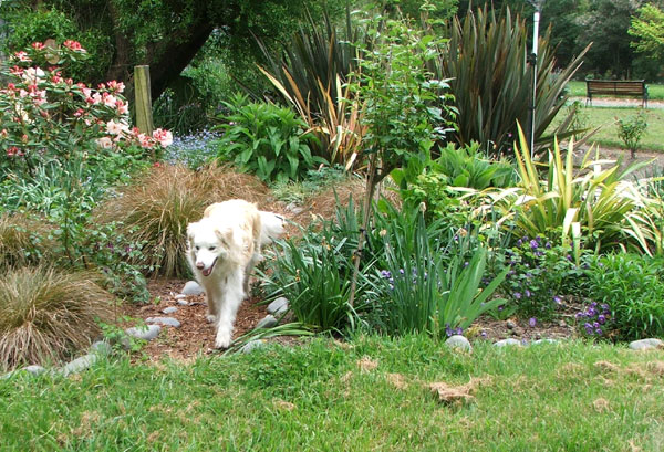  Rusty in the Willow Tree Garden. 