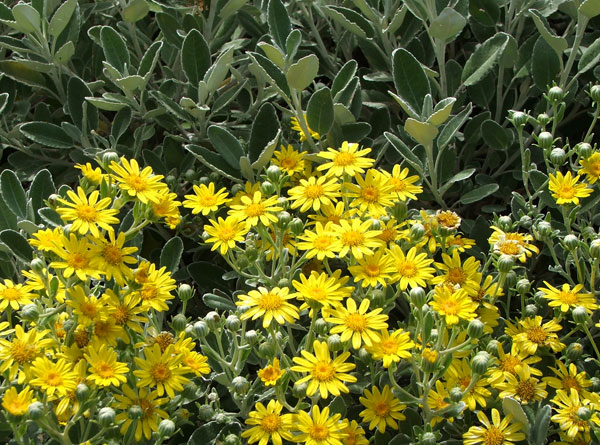 yellow daisy shrub flowers flower garden plant yippee senecio