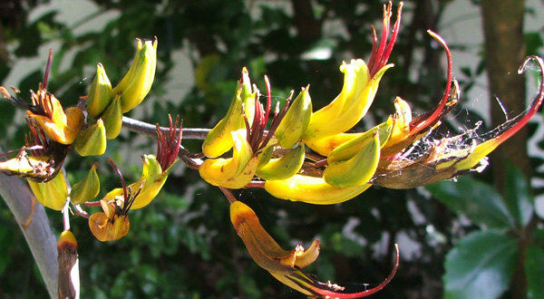  A beautiful summer addition to a flax bush. 