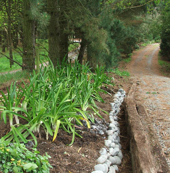  This new garden runs along the side boundary of Mooseys. 