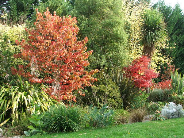  The Dogwood is starting to get redder... 