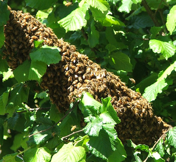  On a Hazelnut tree. 