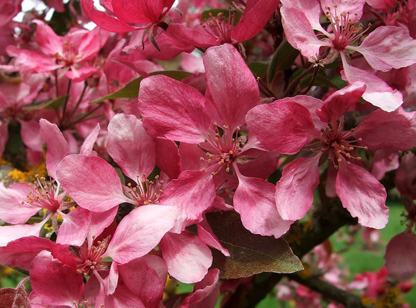  This tree is possibly the variety Ballerina... 