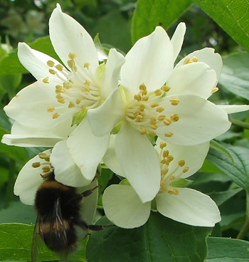  This flowering orange blossom is beautifully fragrant. 