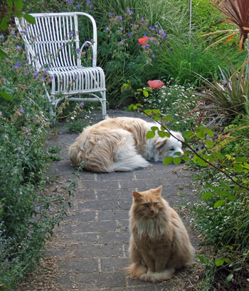   Fluff-Fluff the cat and Rusty the dog. 