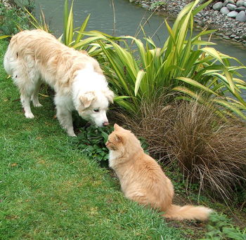  My constant gardening companions. 