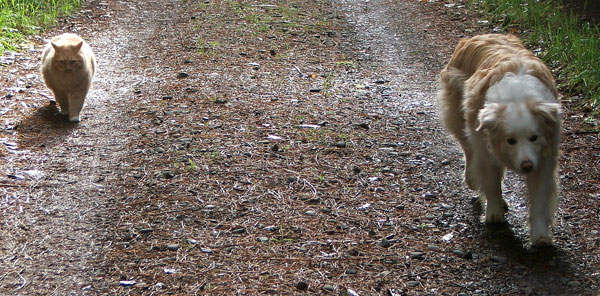  Fluff-Fluff and Rusty going for a walk. 