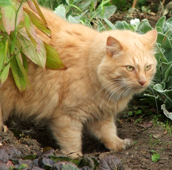  Lurking in the garden. 