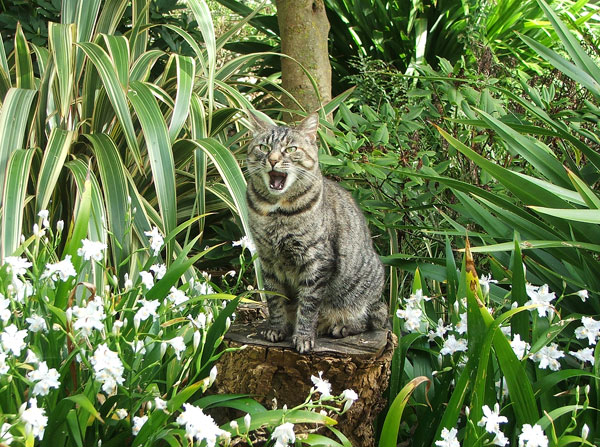  Sitting on a tree stump... 