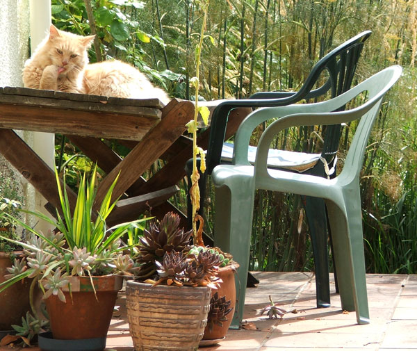  Big Fluff-Fluff on one of the patio tables. 