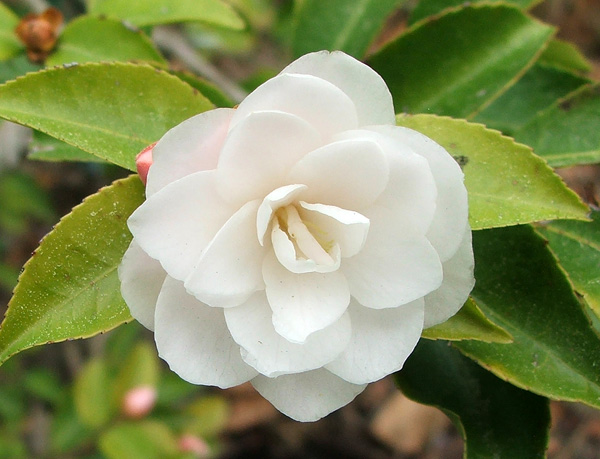  Another of my new Driveway Garden Camellias. 