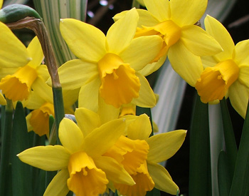  Little miniature daffodils. 
