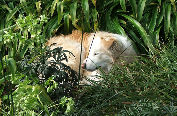  Surrounded by greenery. 