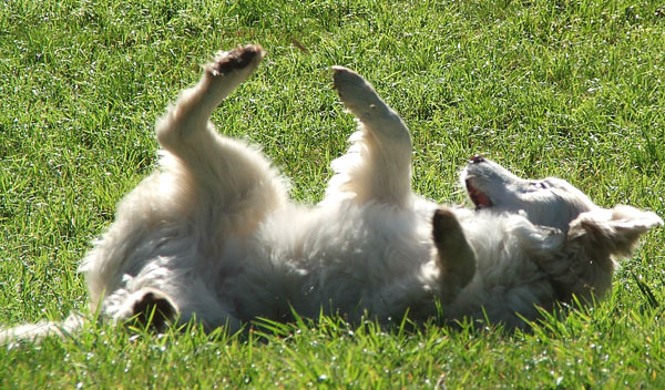  Scratching his back on the grass. 