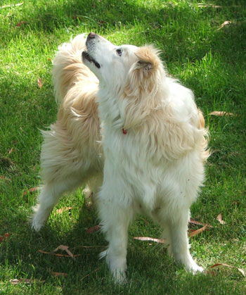  Rusty the dog checking Moosey airspace. 