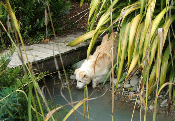  Rusty has been brilliant dog company today. 