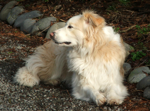  Rusty the dog shows his patient side. 