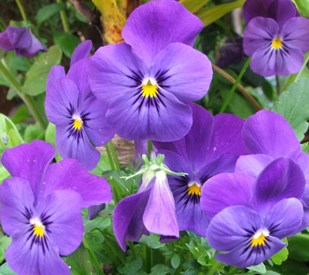  More blue pansies - or violas... 