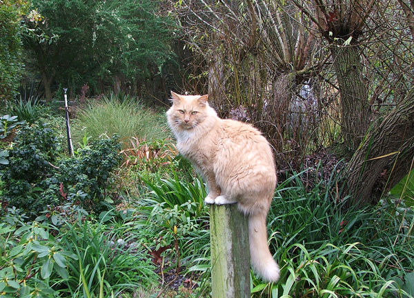  Fluff-Fluff helping in the Willow Tree Garden. 