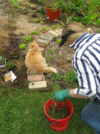  Fluff-Fluff the cat is helping... 