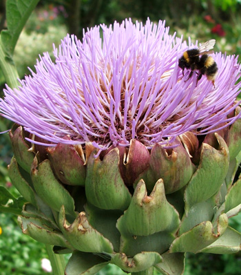  The first flowering year for this giant thistle. 