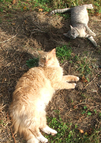  Big Fluff-Fluff and little Minimus in the mulch. 