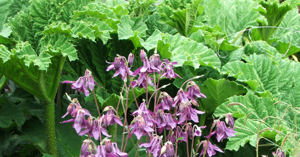  The Aquilegias are wonderful this year. 