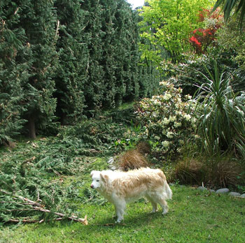  Rusty the dog surveys the mess to be cleaned up. 