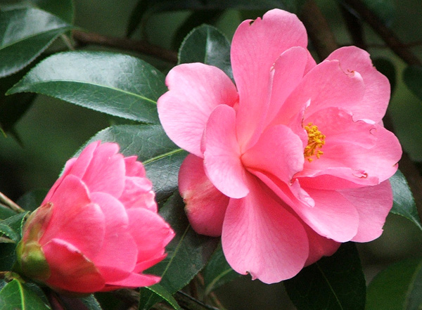  The second of the Camellias to flower. 