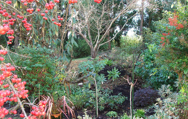  Old trees removed, compost and new shrubs planted. 