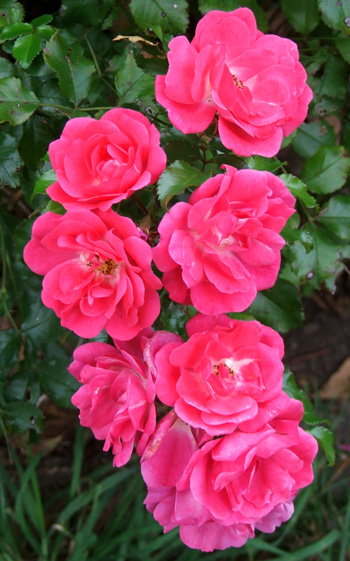  A bright pink Flower Carpet rose. 