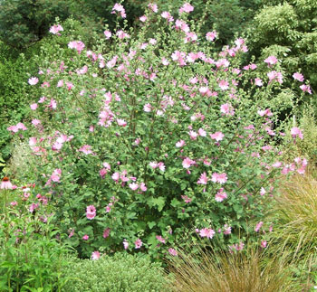  A bit darker than Lavatera Barnsley. 