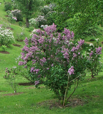  In the Botanical Gardens, Hamilton, Ontario. 