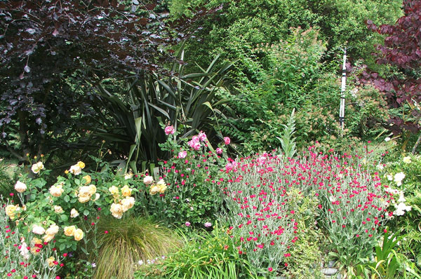  Lychnis and roses underneath the Copper Beech. 