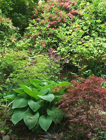  Red Maple, Weigela, and large hosta. 