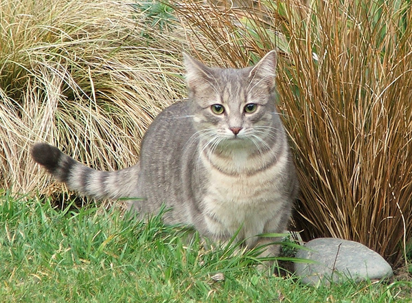  The grey woodshed kitten. 