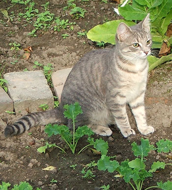  A wonderful gardening kitten. 