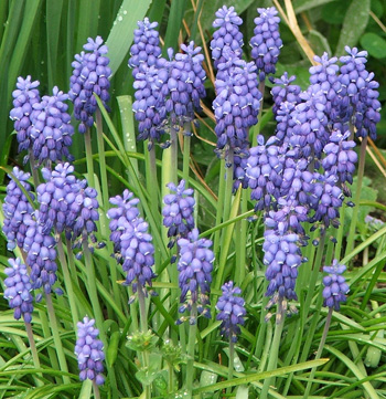  There are lots of blue flowers out now. 