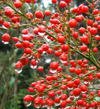  This is, I think, a tall Nandina shrub. 