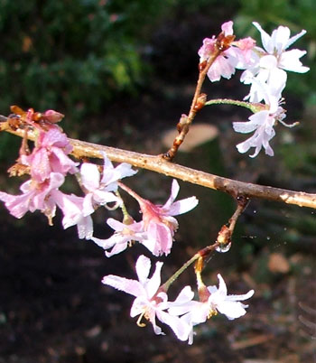  A detail of the early flowering plum tree. 