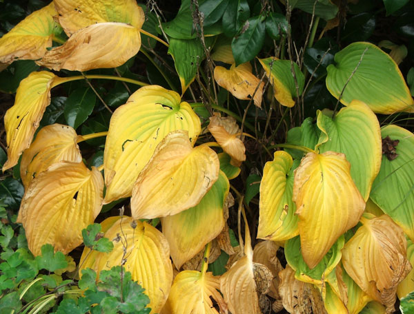 Hosta Leaves Turning Yellow in Summer 