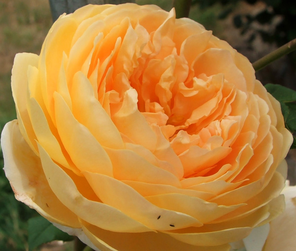  I think this is a David Austin rose... must check. 