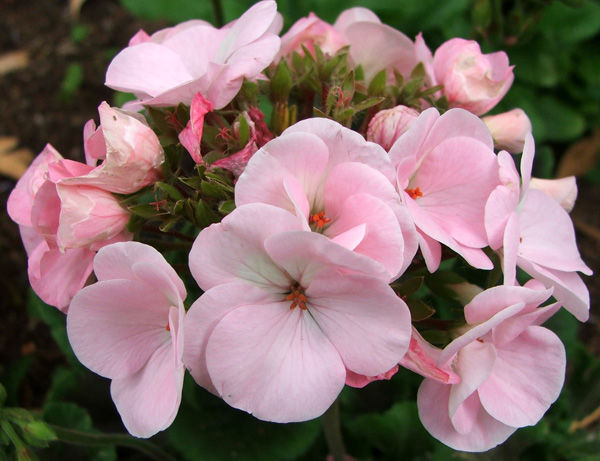  I will take some cuttings from this plant - I love the flower colour. 